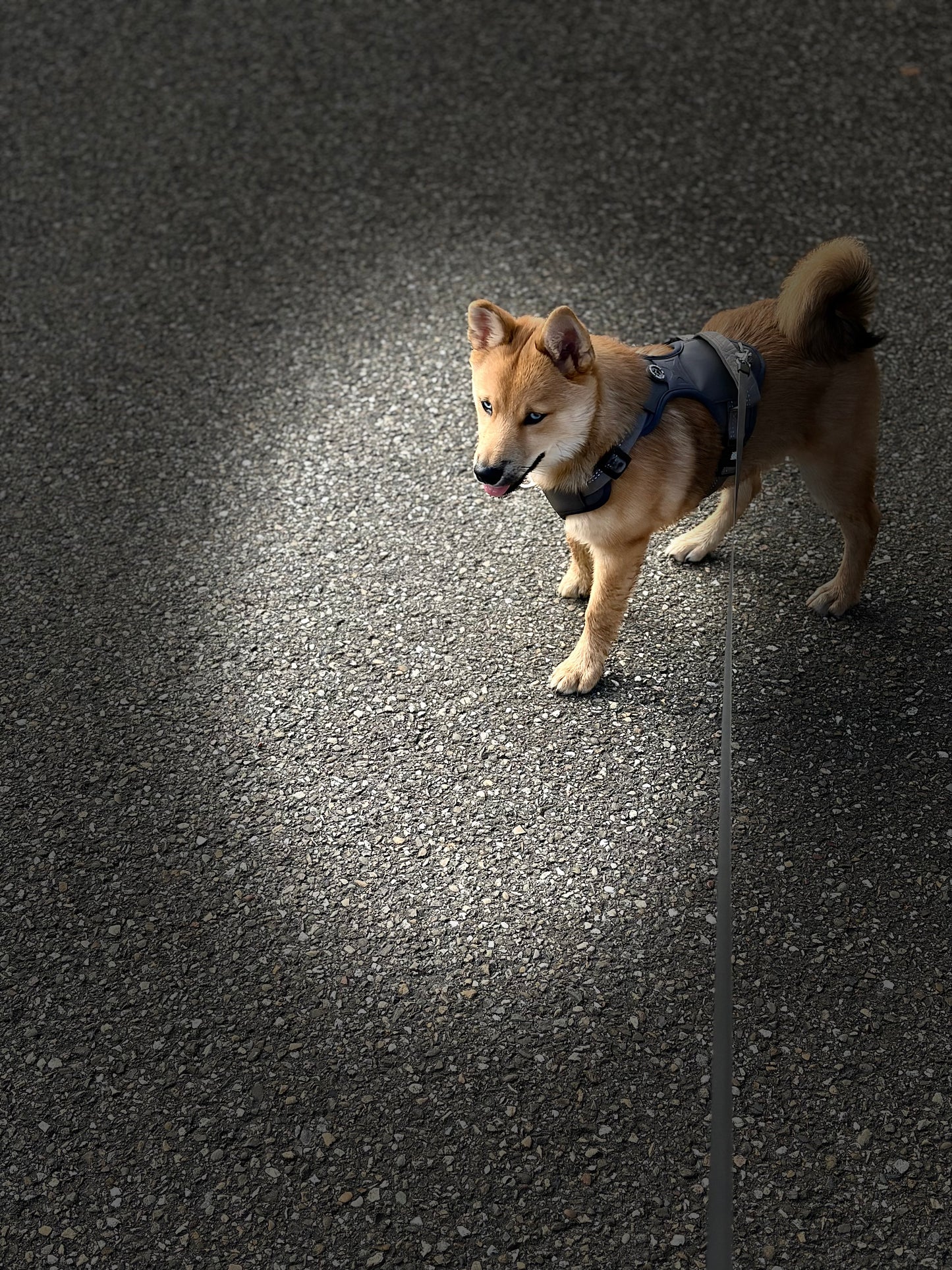 Harnais Anti-Traction Réfléchissant pour Chien | Lumidog