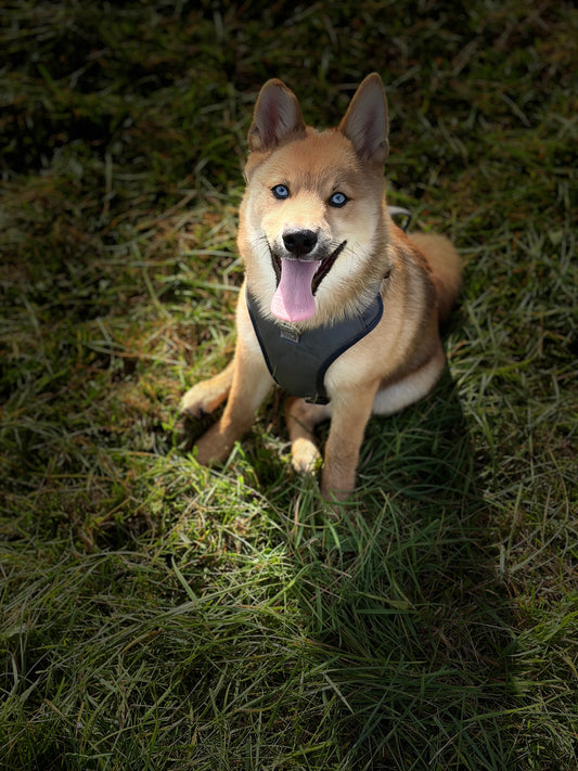 Harnais Anti-Traction Réfléchissant pour Chien | Lumidog