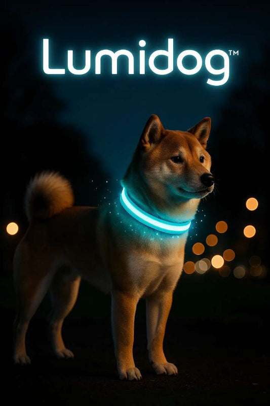Collier Lumineux pour Chien Lumidog™ – Sécurité Nocturne & Style Assuré